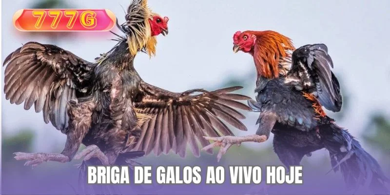 Briga de Galos ao Vivo de Hoje